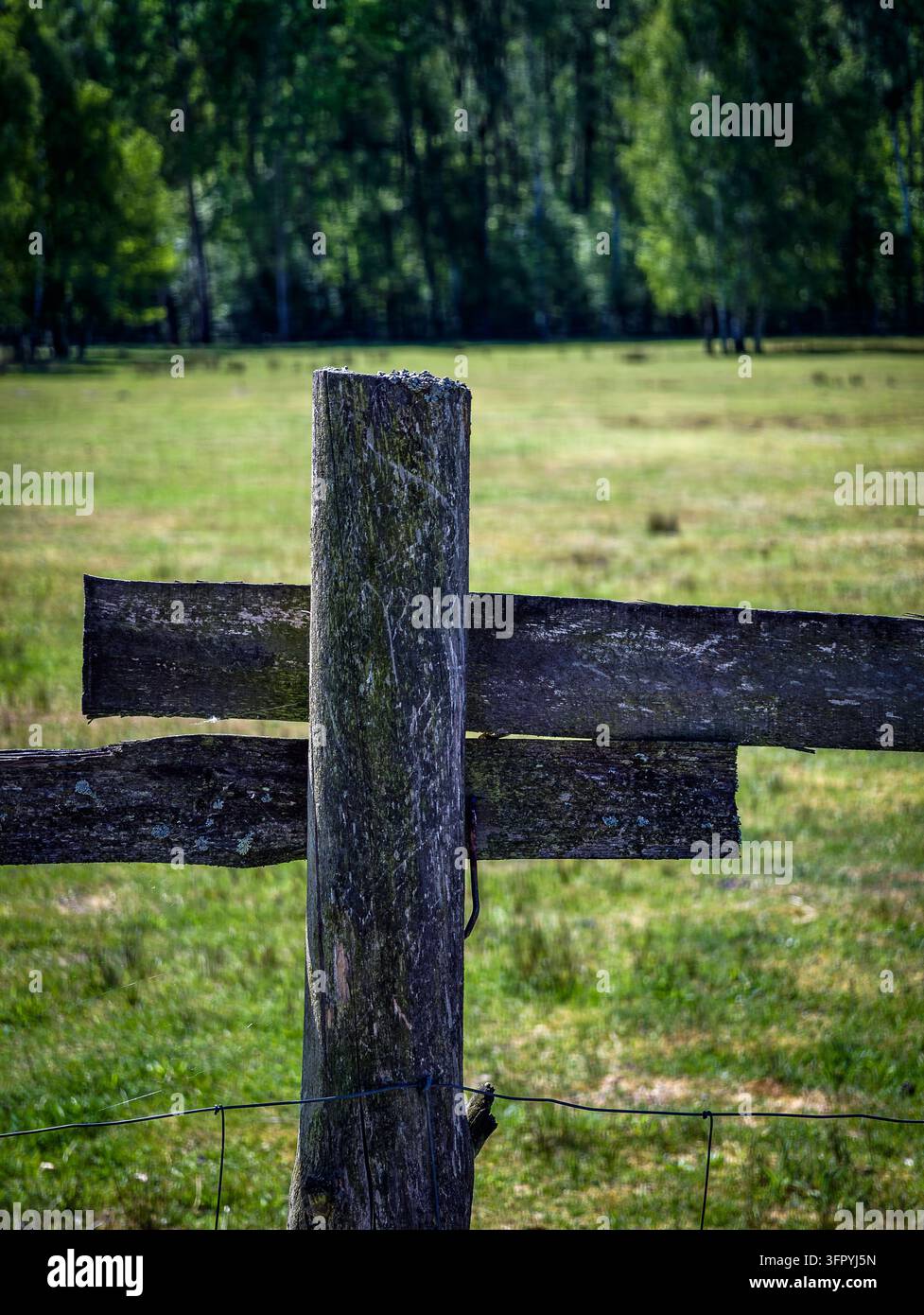 Eine Nahaufnahme eines alten, verwitterten Holzpfahls und Brettern, teilweise verdeckt durch ein dünnes Drahtseil. Der Pfahl ist mit Flechten bedeckt und zeigt Anzeichen von Stockfoto