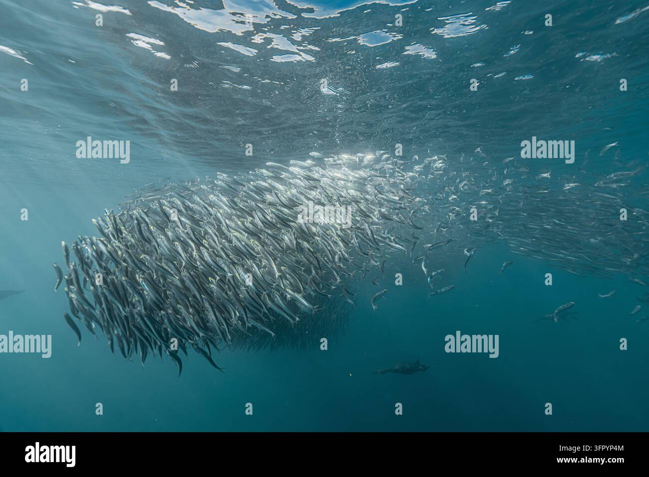 Sardinenköderball mit Kap-Möwen, die unter Wasser schwimmen Stockfoto
