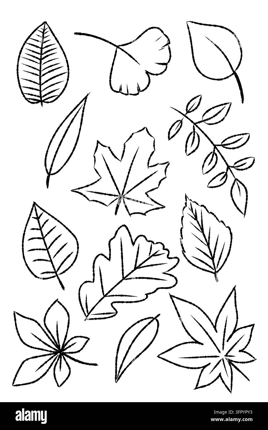 Illustration einer Sammlung von Herbstblättern im minimalistischen botanischen Linienstil, angeordnet als einzelne Umrisse auf einem sauberen weißen Hintergrund Stockfoto