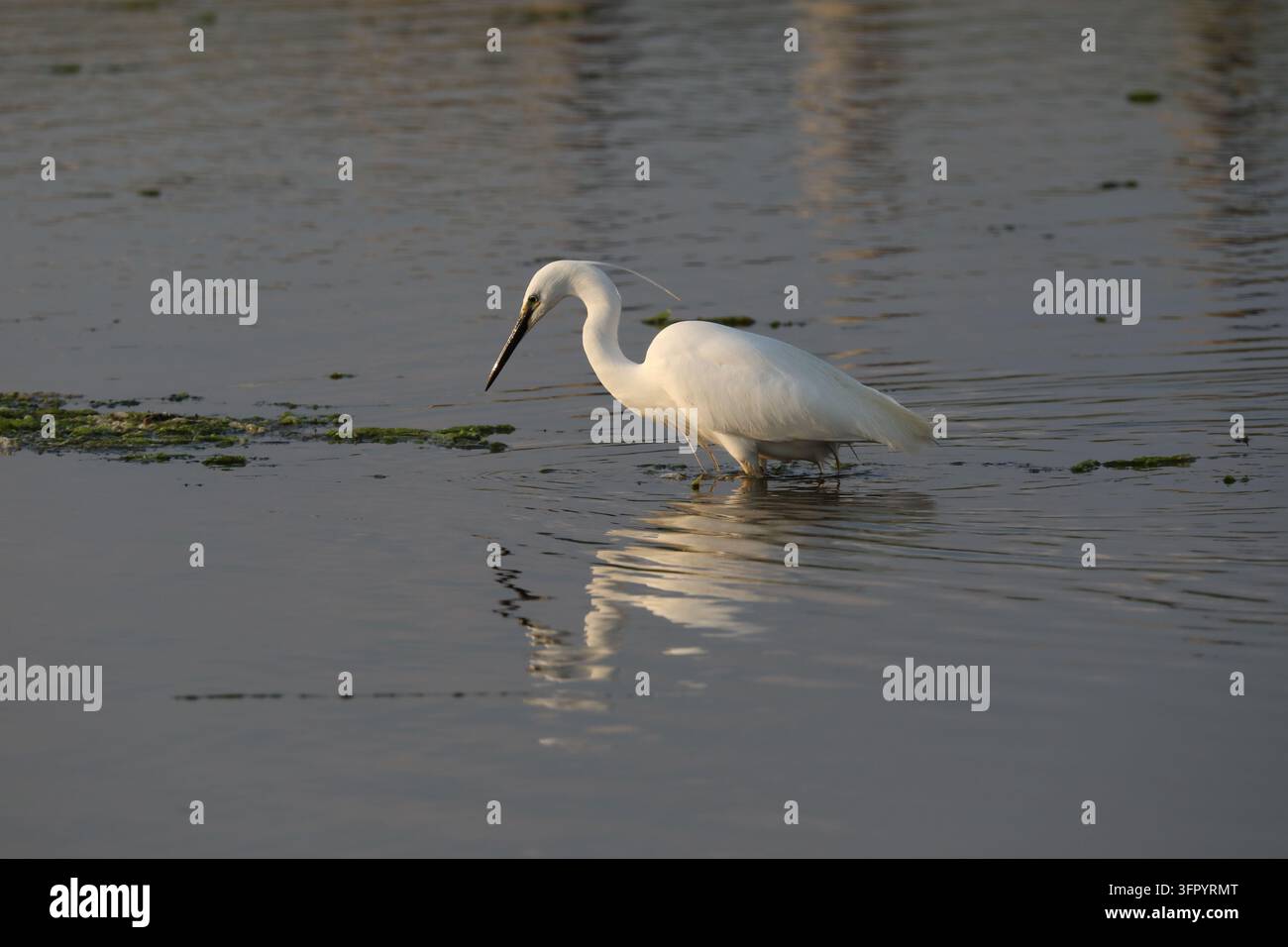 Kleiner Silberreiher, der am Sturt Pond, Milford-on-Sea, Hampshire, frisst. Ein seltener Anblick eines wunderschönen weißen Vogels mit atemberaubendem Gefieder. Stockfoto