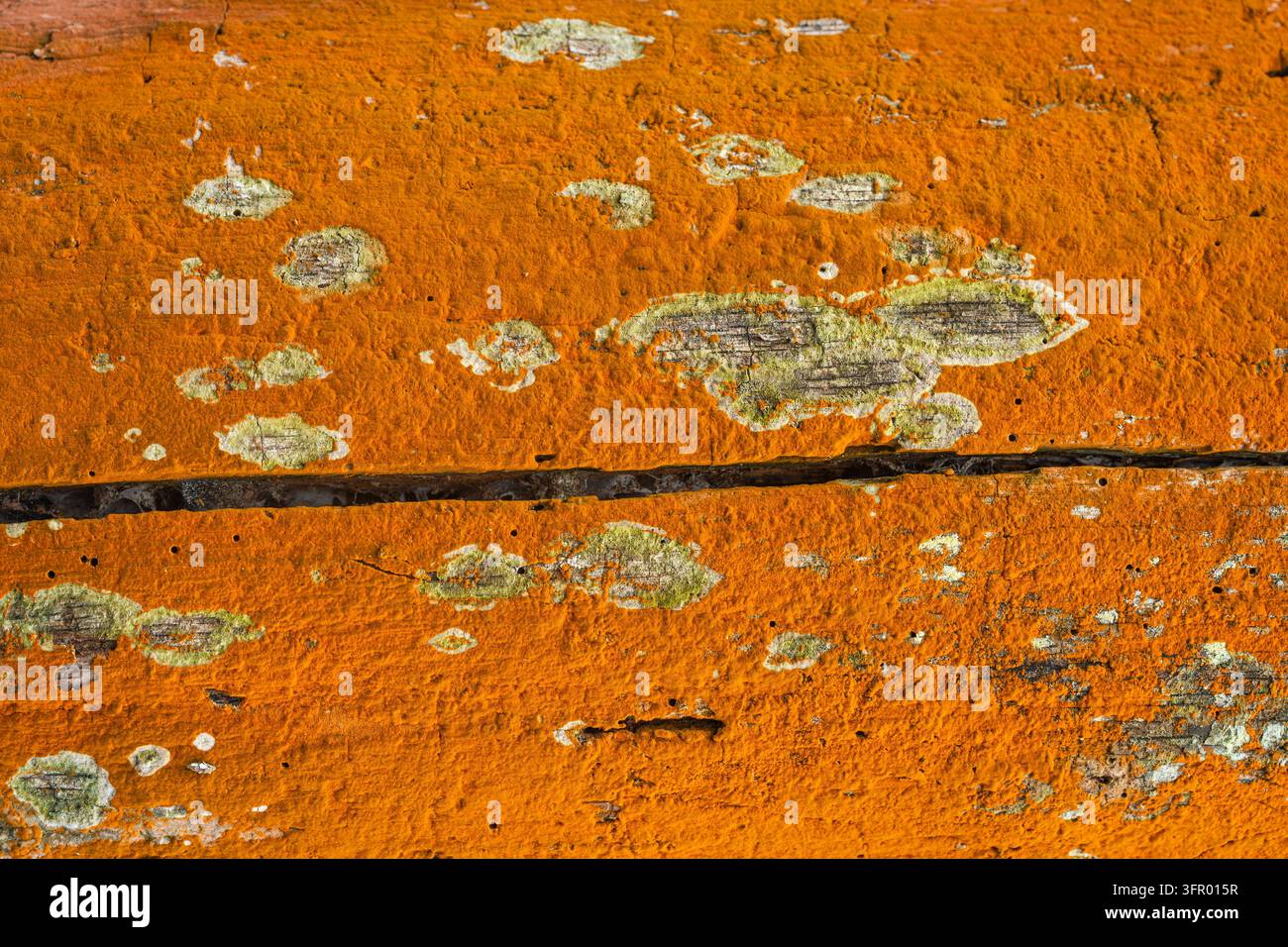 Natürliche Orangetextur von Trentepohlia-Algen, die einen toten Baumstamm bedecken Stockfoto