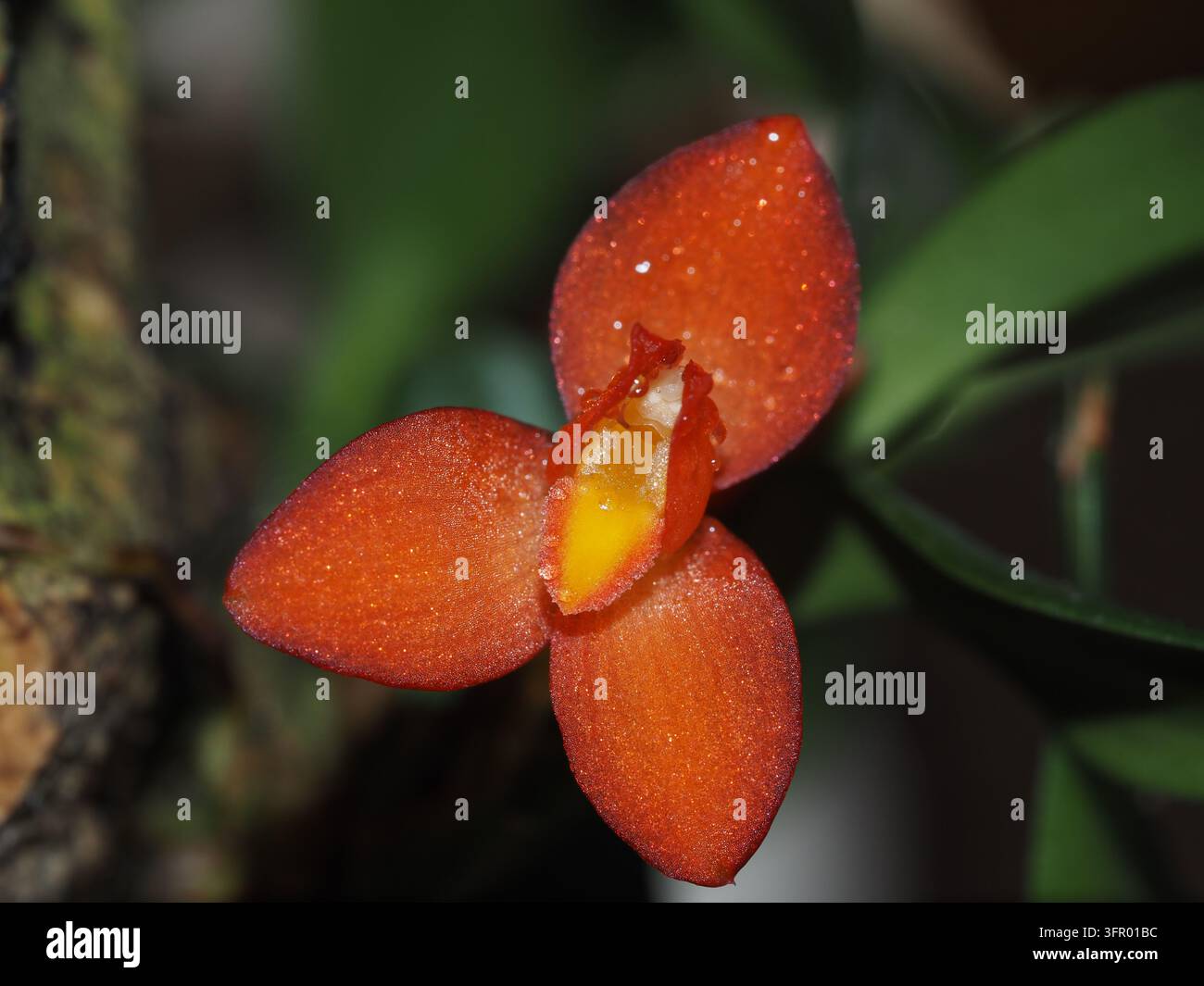 Nahaufnahme einer leuchtend orangefarbenen Maxillaria-sophronitis-Orchideenblüte, die ihre zarten Blütenblätter und die kontrastierende gelbe und rote Mittellippte zeigt Stockfoto