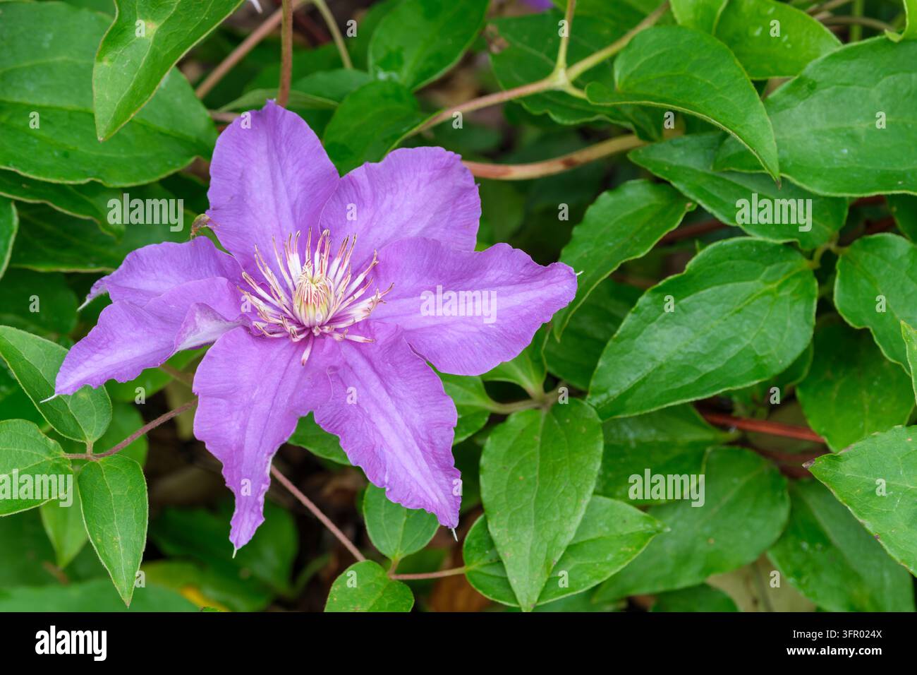 Clematis Sacha, Clematis Evipo060, frühblühende große Clematis, Gruppe 2, sternförmige mauveblaue Blüten, überlappende wellenrandige Kelchblätter, graulich-rosa Antheren Stockfoto