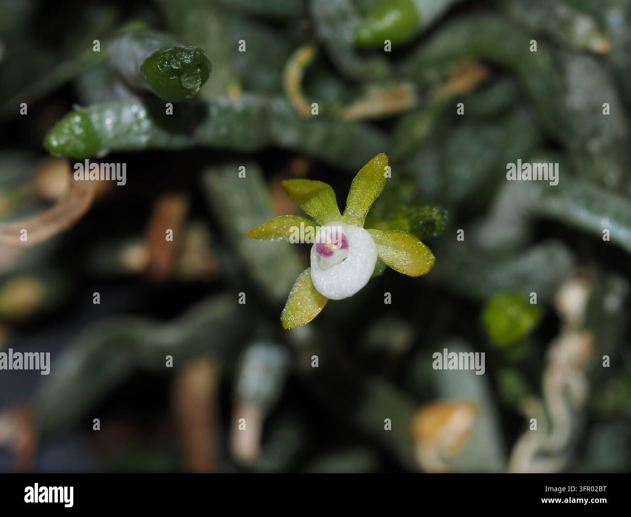 Makro einer winzigen gelb-grünen Blüte von Taeniophyllum pusillum (Syn. Taeniophyllum obtusum), einer blattlosen epiphytischen Orchidee mit einer weißen, rosa markierten Lippe. Stockfoto