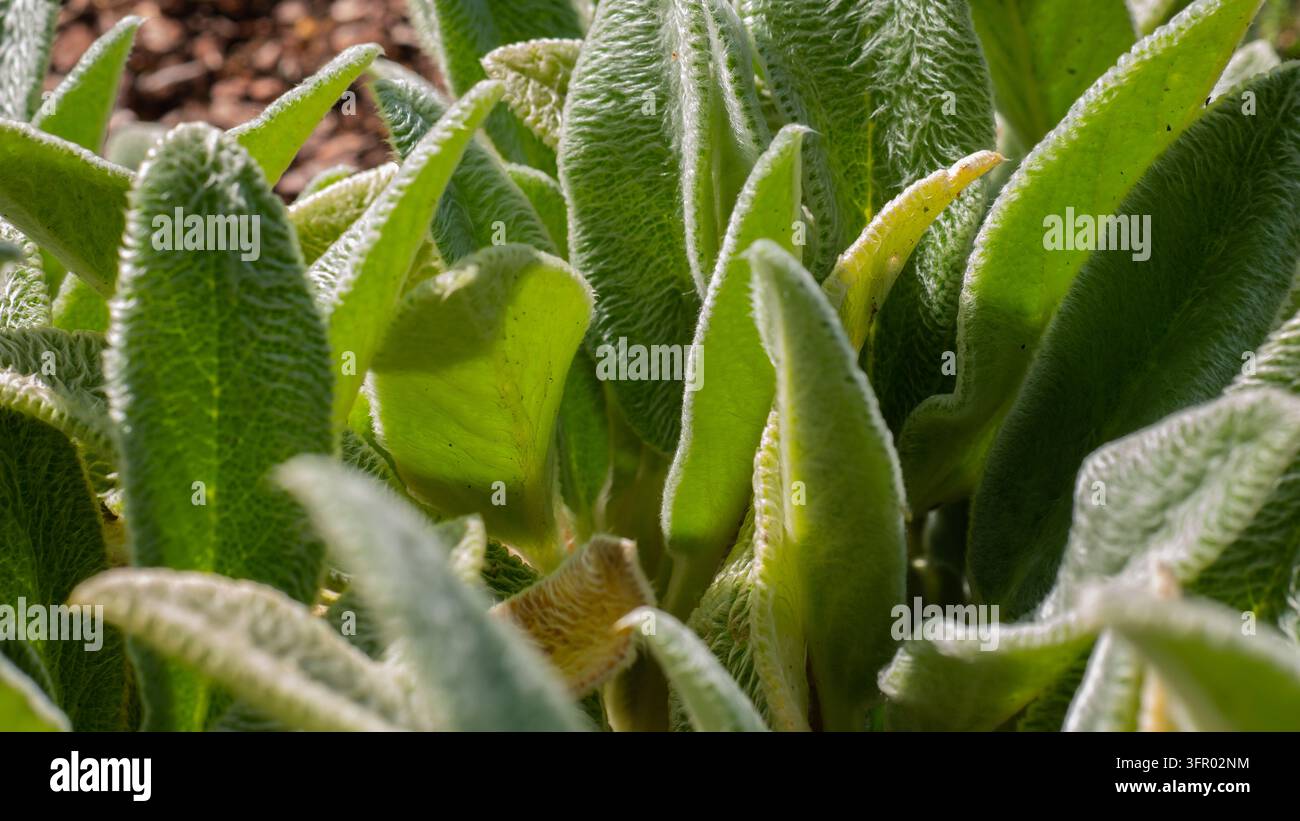 Unscharfe silber-grüne Lammohren-Blätter Nahaufnahme, Stachys byzantina wollige Blatttextur — Weiches natürliches Gartenhintergrundkonzept Stockfoto
