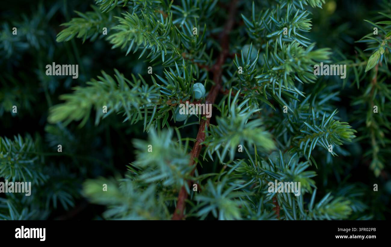 Juniperus communis Zweig mit blaugrünen Nadeln und unreifen Beerenzapfen, Gemeine Wacholder immergrüne Nahaufnahme, stimmungsvolles dunkles Nadelwaldlaub, Natürliches Wohlbefinden Stockfoto