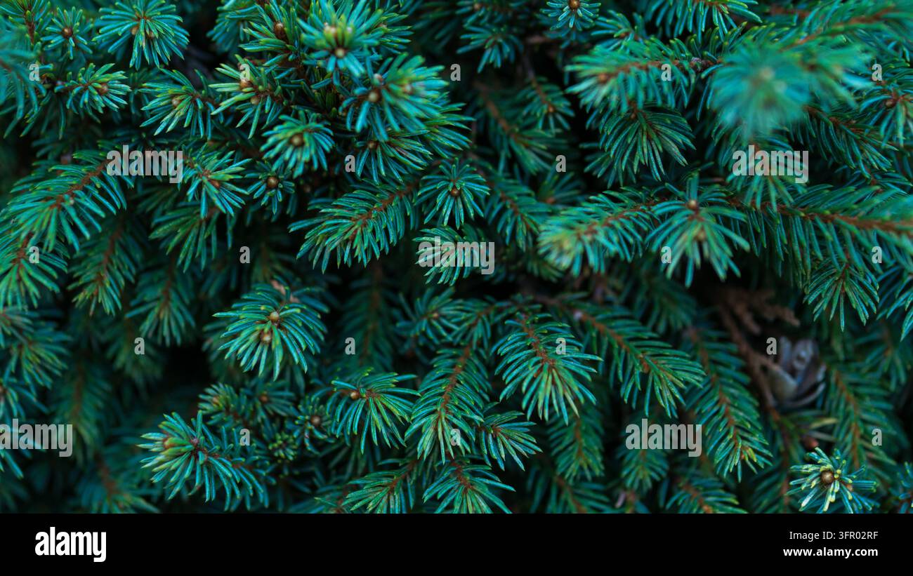 Blaugrüne Fichtenzweige mit dichten Nadeln im Nahaufnahme, Picea Nadelwald-Textur — Immergrünes Weihnachts- und Winterhintergrundkonzept Stockfoto
