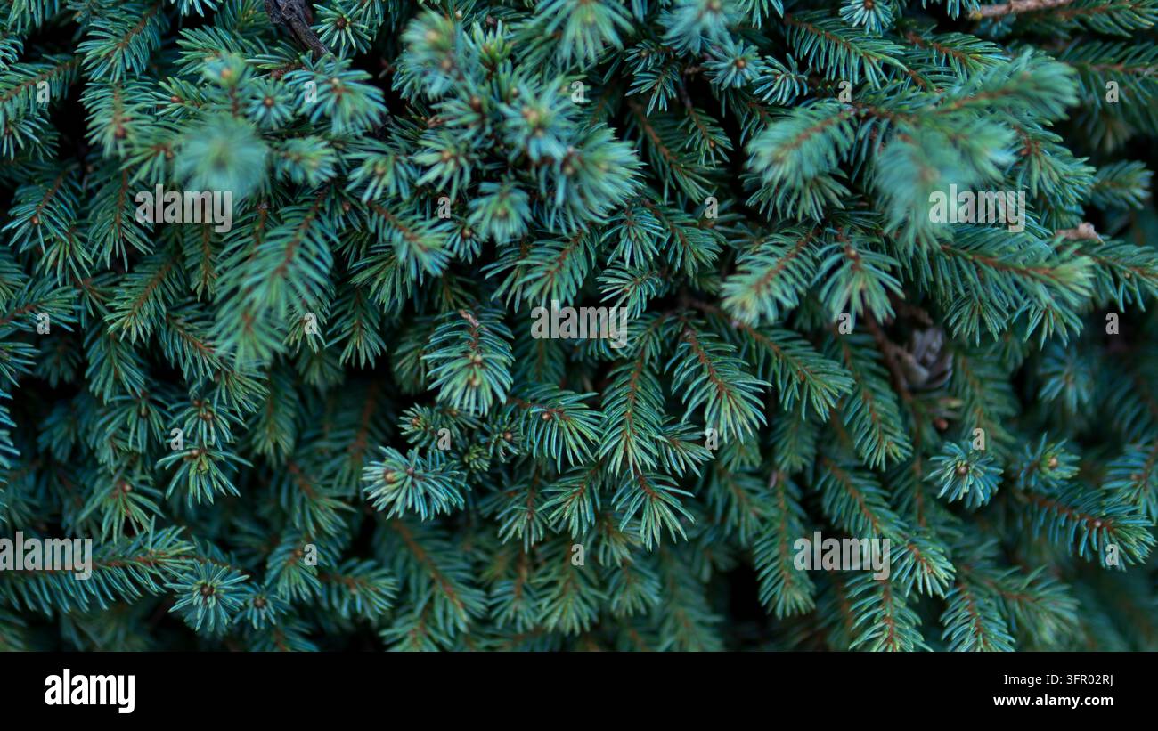 Blaugrüne Fichtenzweige mit dichten Nadeln im Nahaufnahme, Picea Nadelwald-Textur — Immergrünes Weihnachts- und Winterhintergrundkonzept Stockfoto