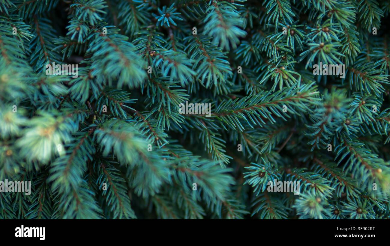Blaugrüne Fichtenzweige mit dichten Nadeln im Nahaufnahme, Picea Nadelwald-Textur — Immergrünes Weihnachts- und Winterhintergrundkonzept Stockfoto