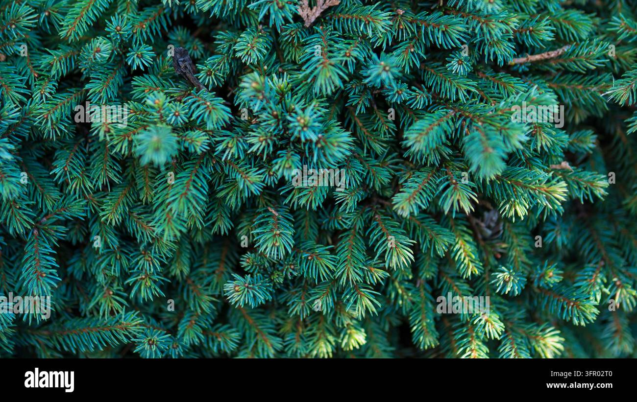 Blaugrüne Fichtenzweige mit dichten Nadeln im Nahaufnahme, Picea Nadelwald-Textur — Immergrünes Weihnachts- und Winterhintergrundkonzept Stockfoto