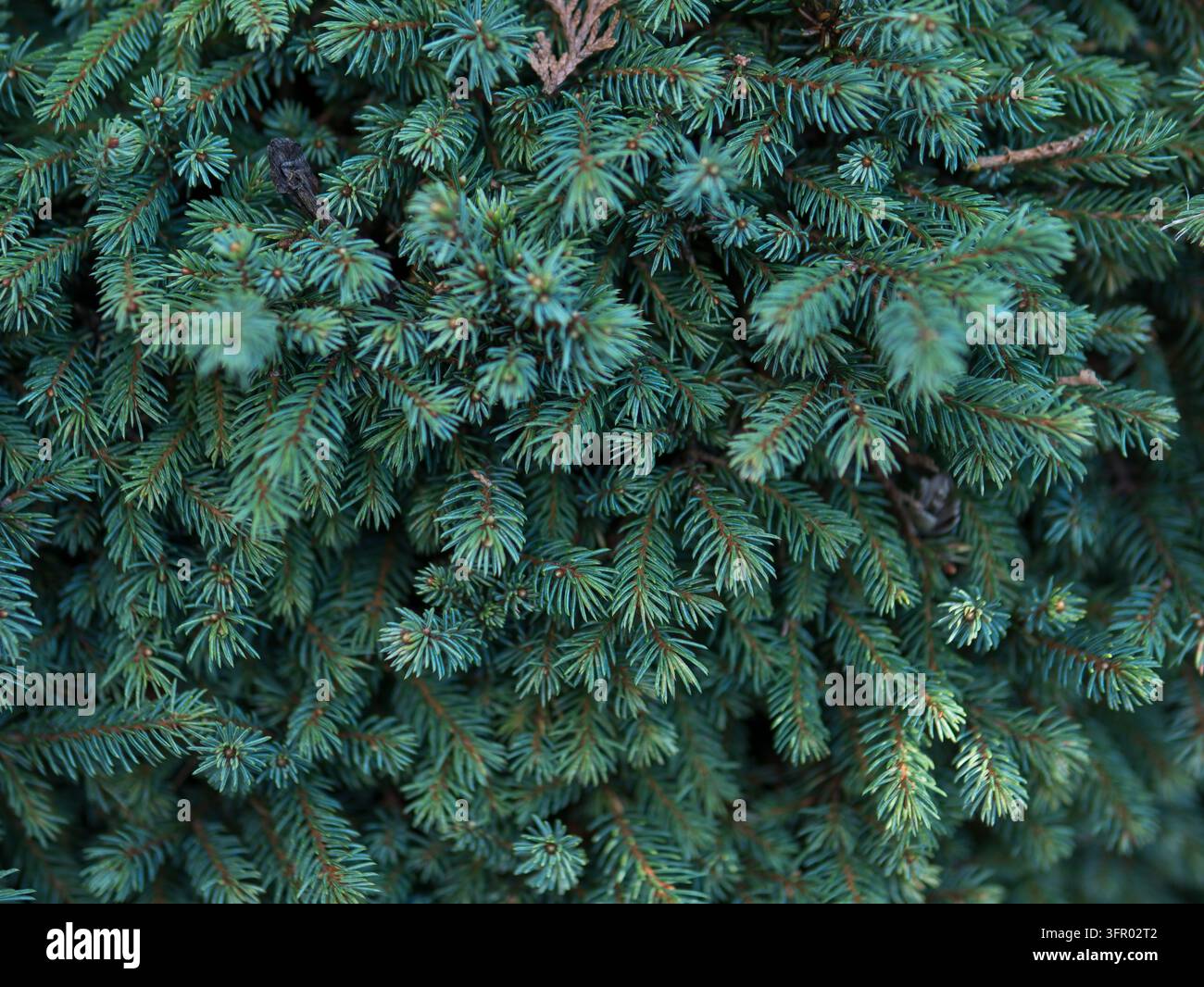 Blaugrüne Fichtenzweige mit dichten Nadeln im Nahaufnahme, Picea Nadelwald-Textur — Immergrünes Weihnachts- und Winterhintergrundkonzept Stockfoto