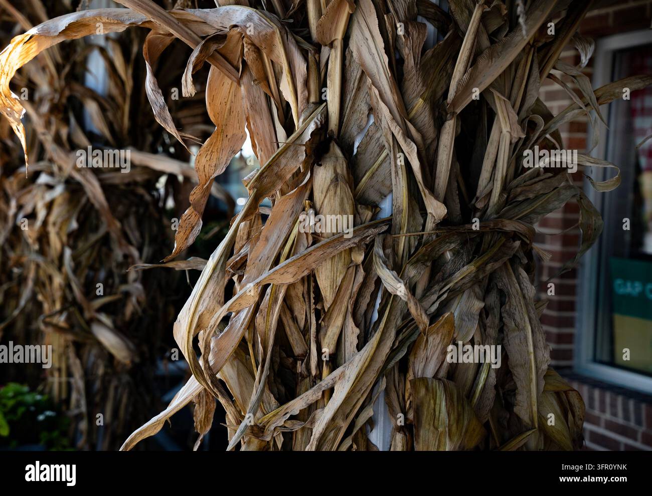 Getrocknete Maisstängel, die als traditionelle saisonale Herbstdekoration für die Veranda und den Eingangsbereich verwendet werden. Stockfoto