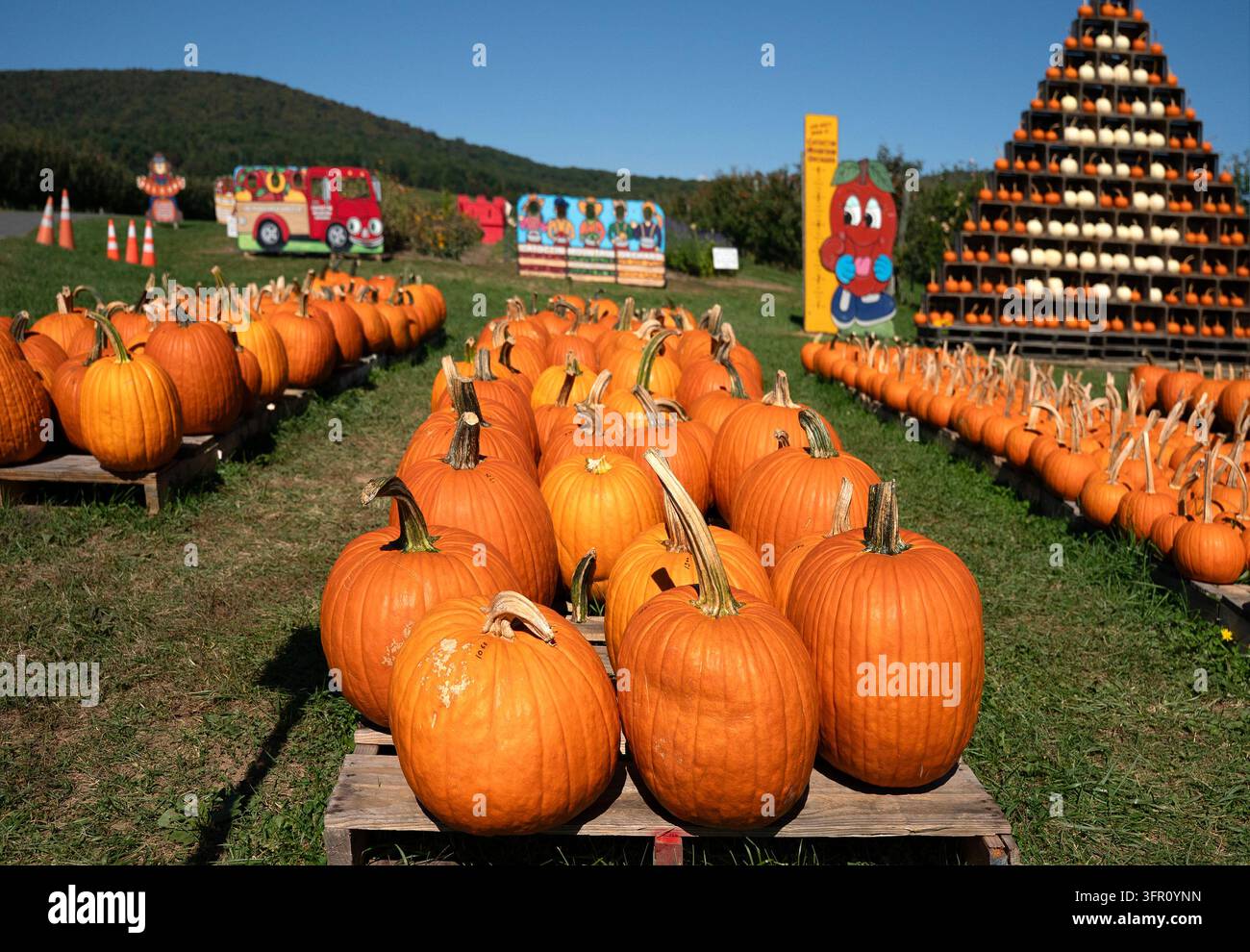Eine Anordnung von leuchtend orangefarbenen Kürbissen (Cucurbita pepo), die während der Erntezeit im Herbst ordentlich auf grünem Gras angeordnet sind Stockfoto