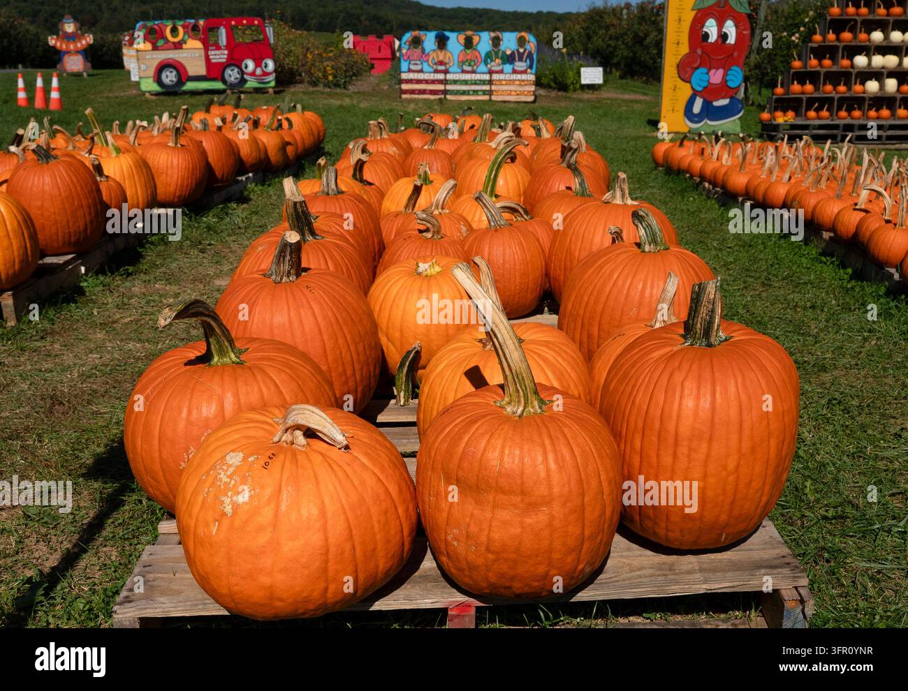 Eine Anordnung von leuchtend orangefarbenen Kürbissen (Cucurbita pepo), die während der Erntezeit im Herbst ordentlich auf grünem Gras angeordnet sind Stockfoto