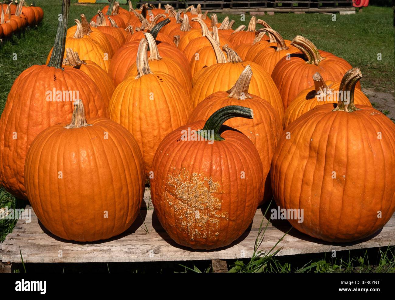 Eine Anordnung von leuchtend orangefarbenen Kürbissen (Cucurbita pepo), die während der Erntezeit im Herbst ordentlich auf grünem Gras angeordnet sind Stockfoto