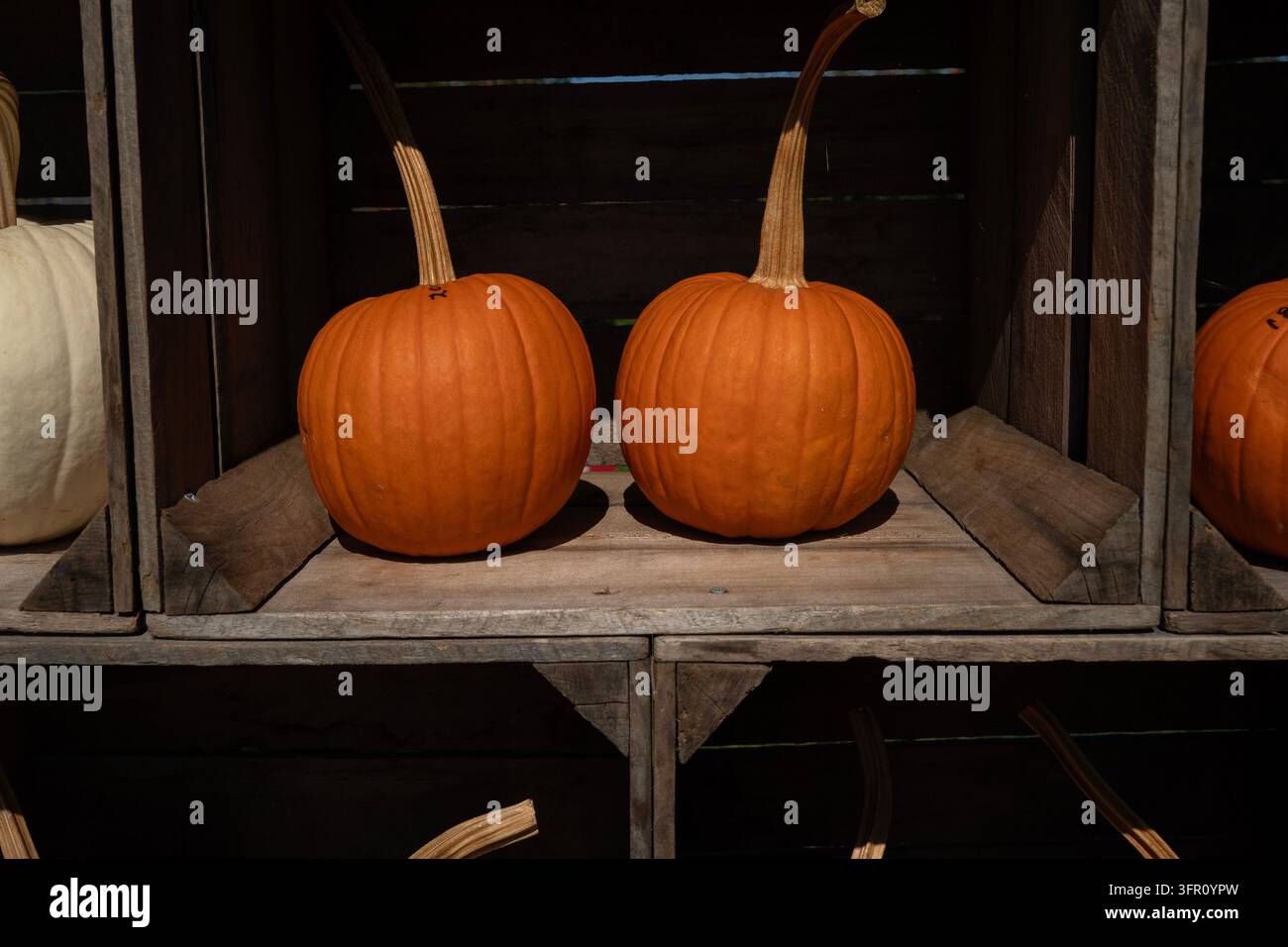 Eine Anordnung von leuchtend orangefarbenen Kürbissen (Cucurbita pepo), die während der Erntezeit im Herbst ordentlich auf grünem Gras angeordnet sind Stockfoto