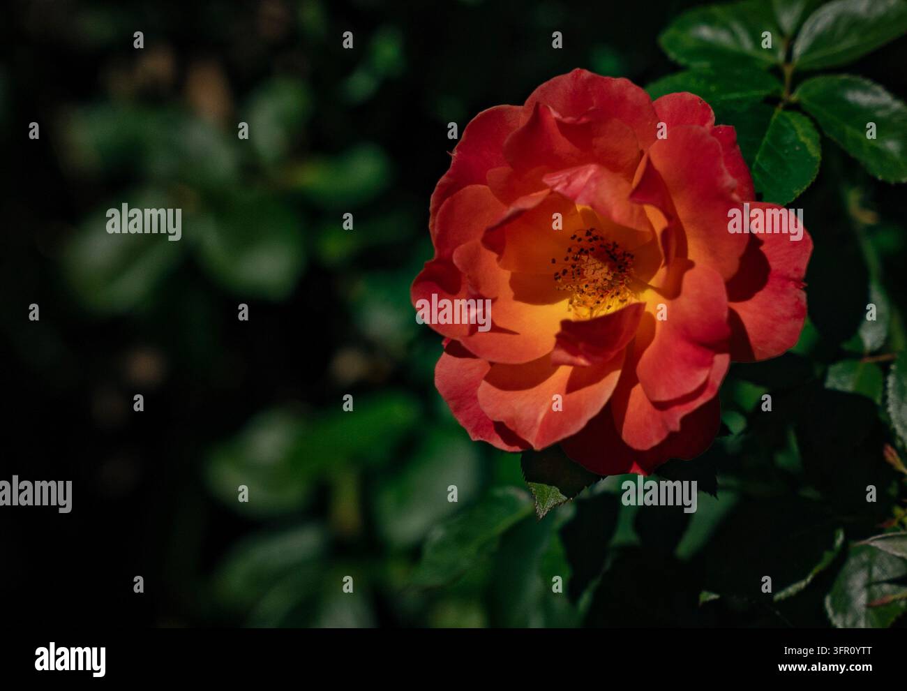 Eine lebendige zweifarbige Floribunda-Rose Stockfoto