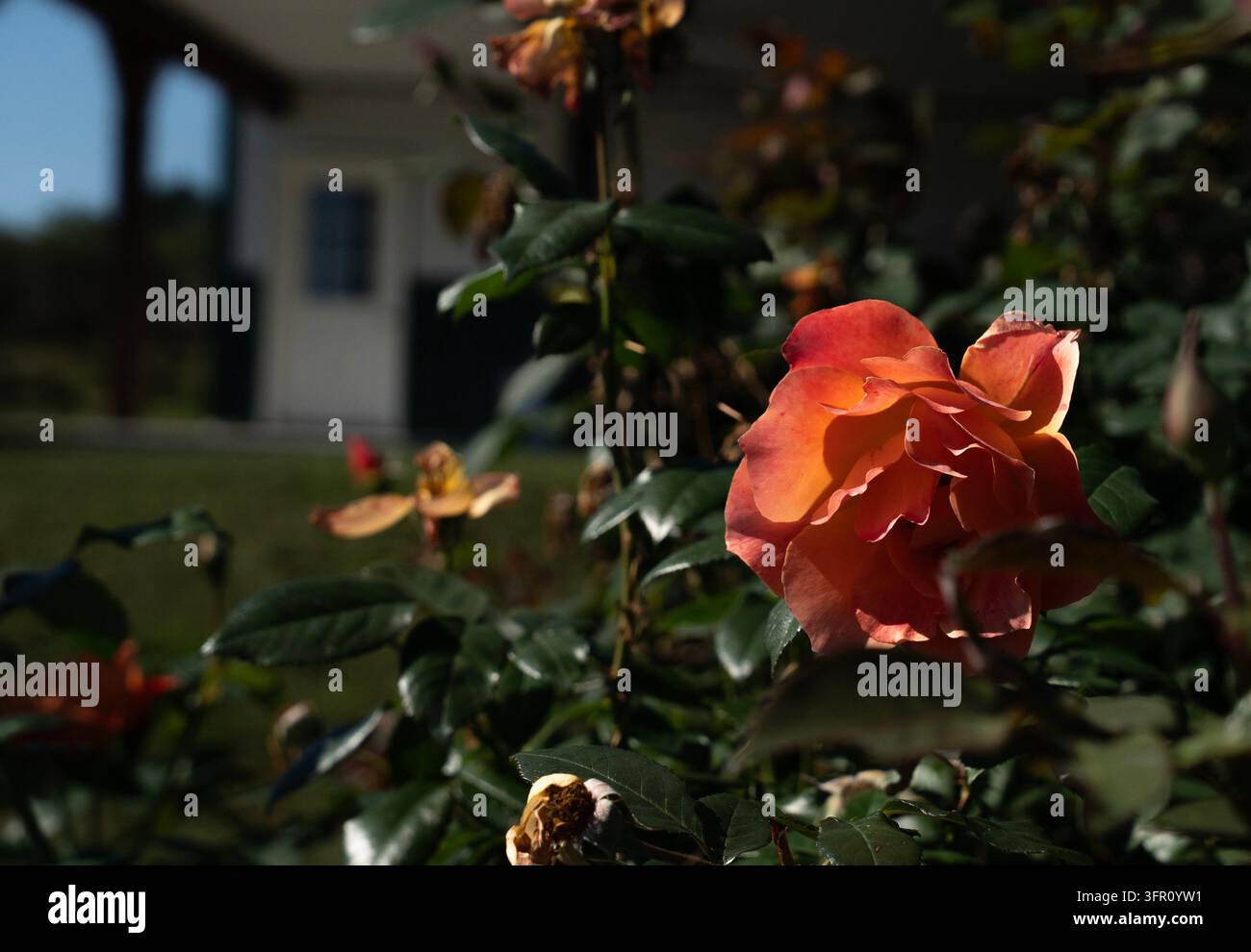 Eine lebendige zweifarbige Floribunda-Rose Stockfoto