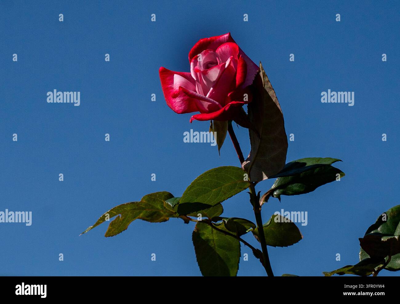 Eine lebendige zweifarbige Floribunda-Rose Stockfoto