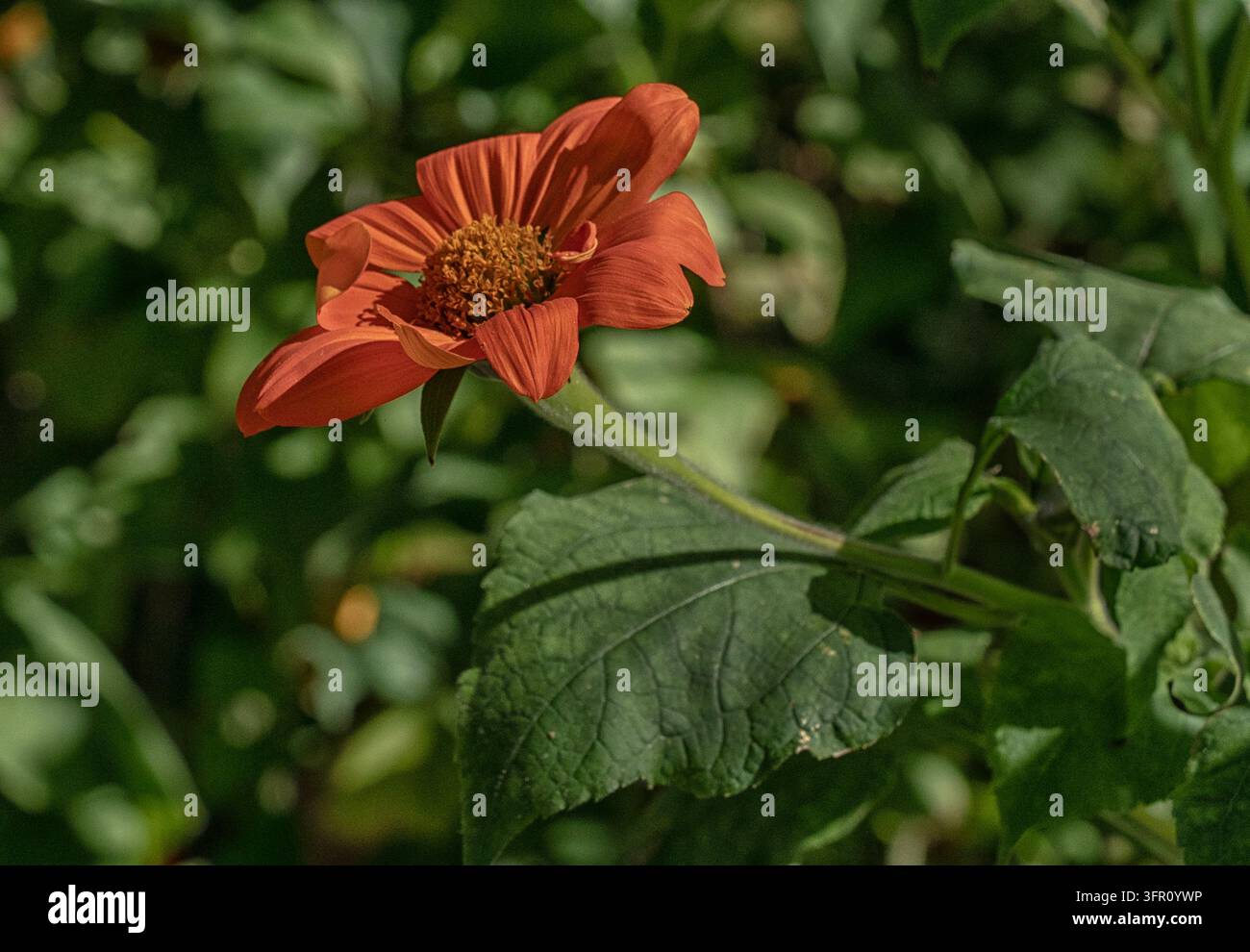 Ein mexikanischer Sonnenblumen (Tithonia rotundifolia), eine lebhafte, schnell wachsende einjährige Pflanze aus der Familie der Astern (Asteraceae). Stockfoto
