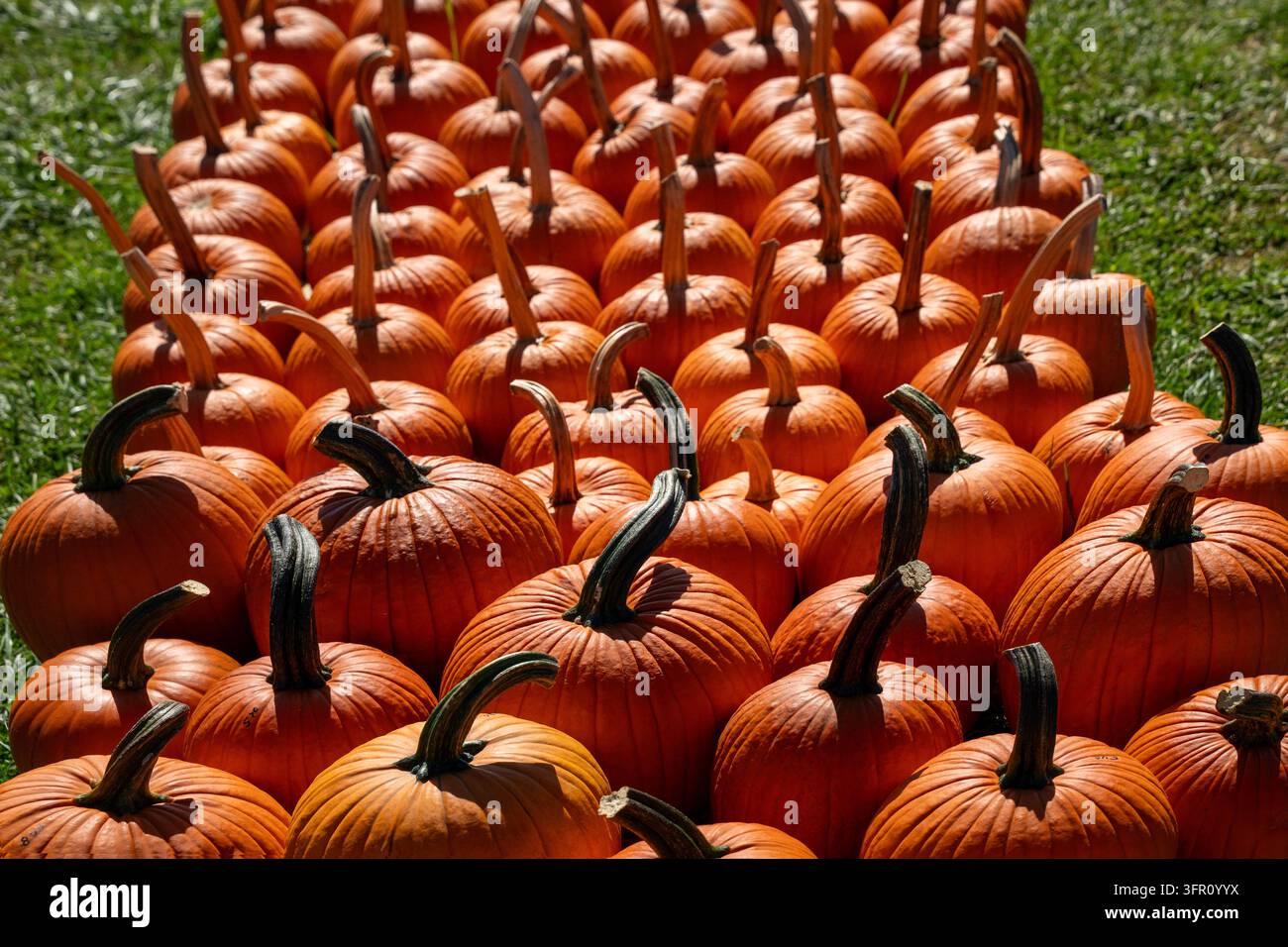 Eine Anordnung von leuchtend orangefarbenen Kürbissen (Cucurbita pepo), die während der Erntezeit im Herbst ordentlich auf grünem Gras angeordnet sind Stockfoto
