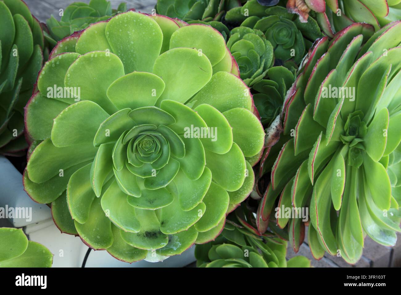 *Echeveria elegans* ist eine Sukkulentenart aus der Familie der Dickblattgewächse. Stockfoto