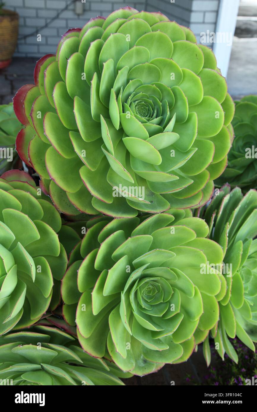 *Echeveria elegans* ist eine Sukkulentenart aus der Familie der Dickblattgewächse. Stockfoto