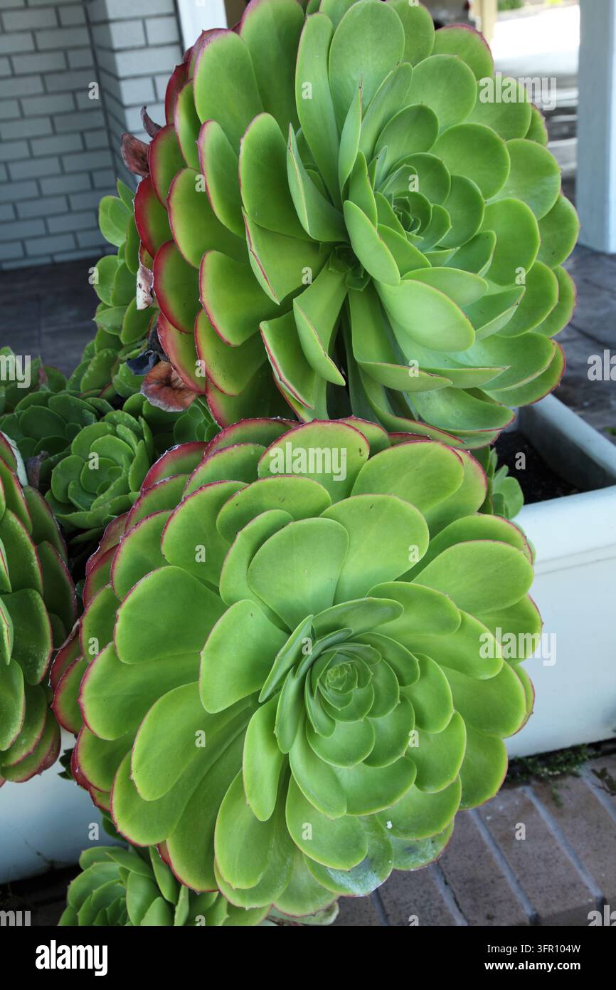 *Echeveria elegans* ist eine Sukkulentenart aus der Familie der Dickblattgewächse. Stockfoto