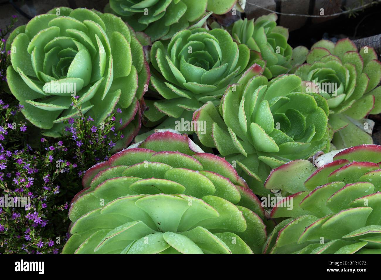 *Echeveria elegans* ist eine Sukkulentenart aus der Familie der Dickblattgewächse. Stockfoto