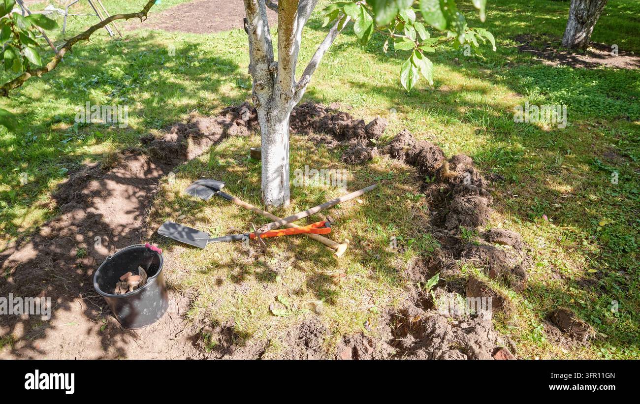 Gartenarbeit in einem Bio-Obstgarten. Stockfoto