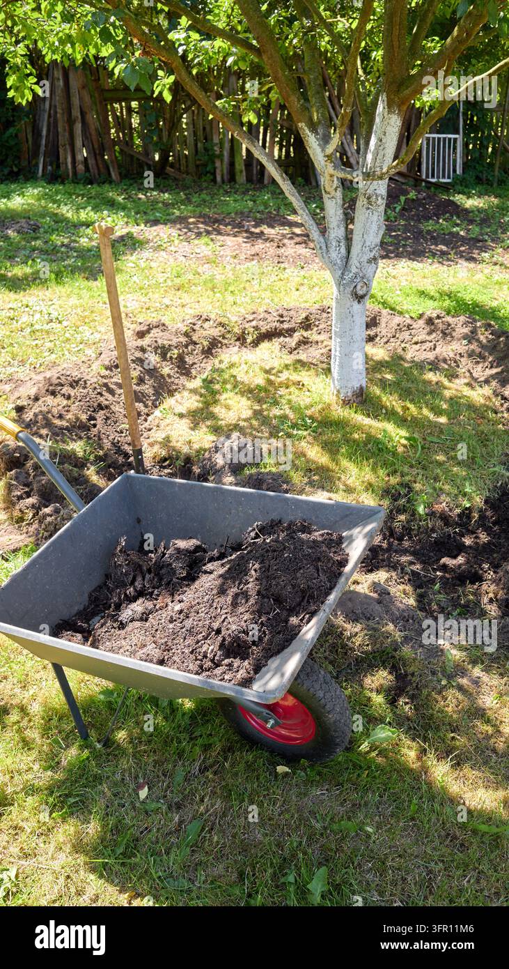 Gartenarbeit in einem Bio-Obstgarten. Stockfoto