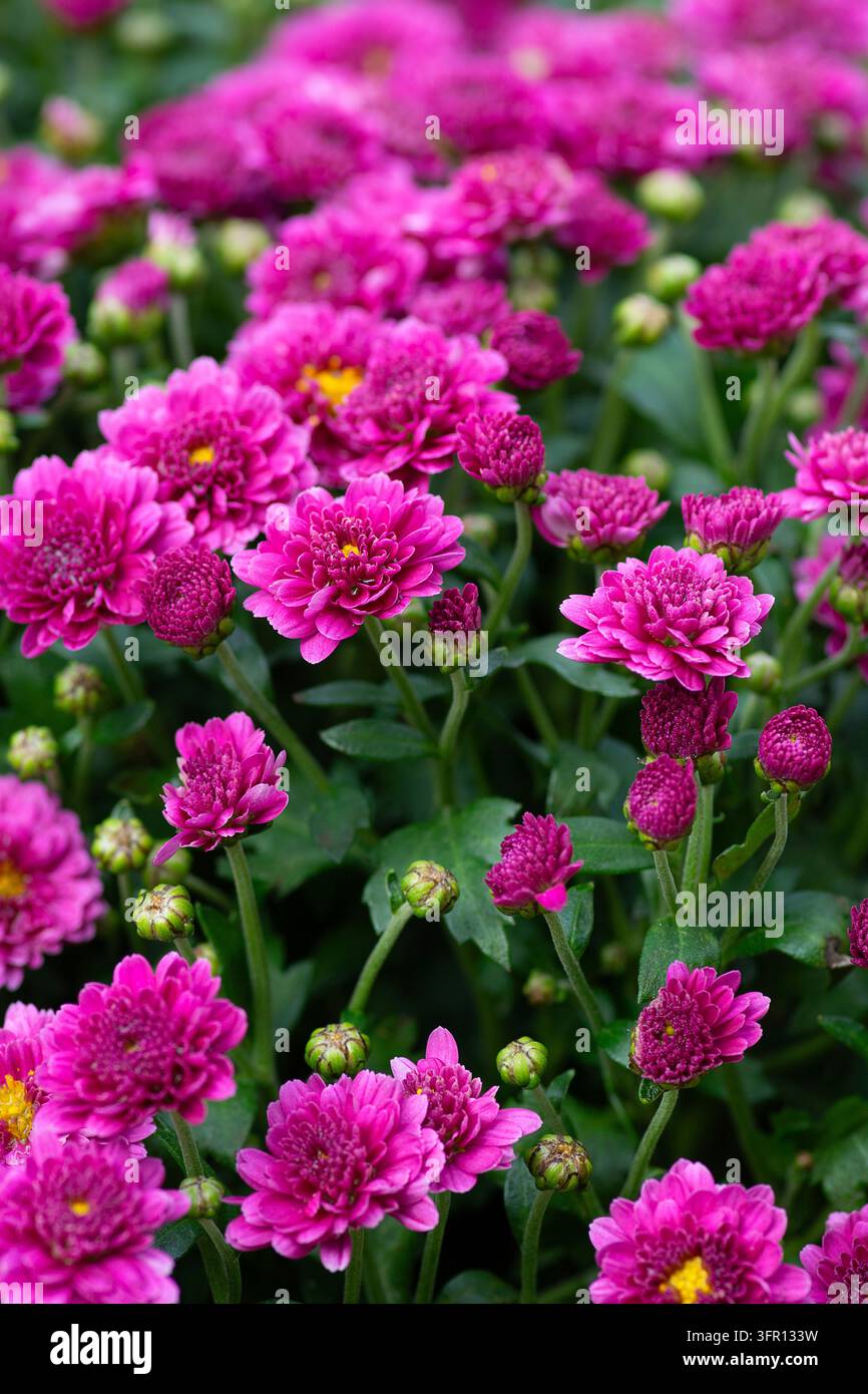 Chrysantheme ‚Belgian Mums® Jasoda Purple‘. Herbstblumen Stockfoto