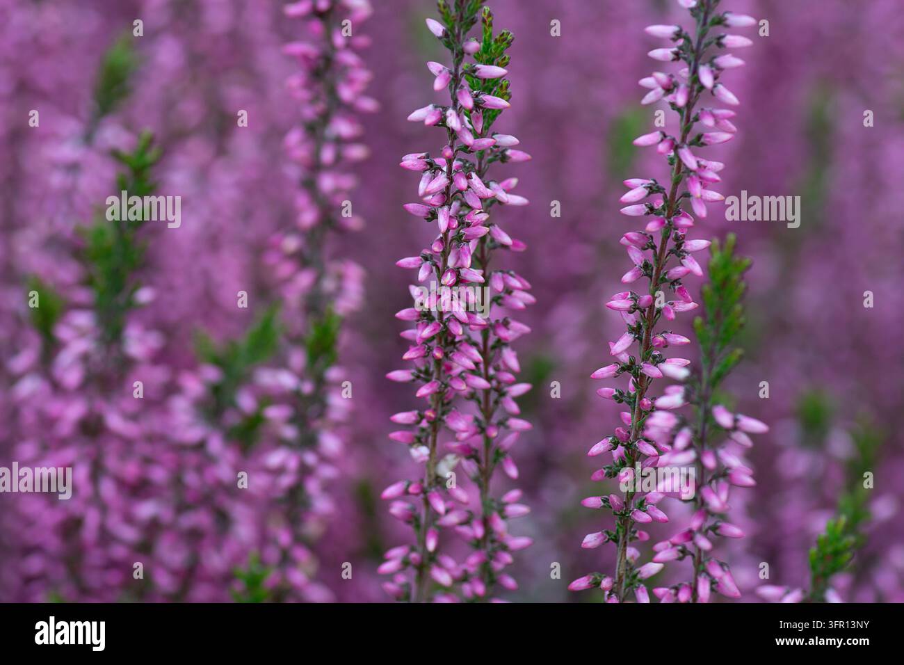 Violettes Gemeines Heidekraut (Calluna vulgaris), 'Beauty Ladies Purple' auch bekannt als Heidekraut Stockfoto