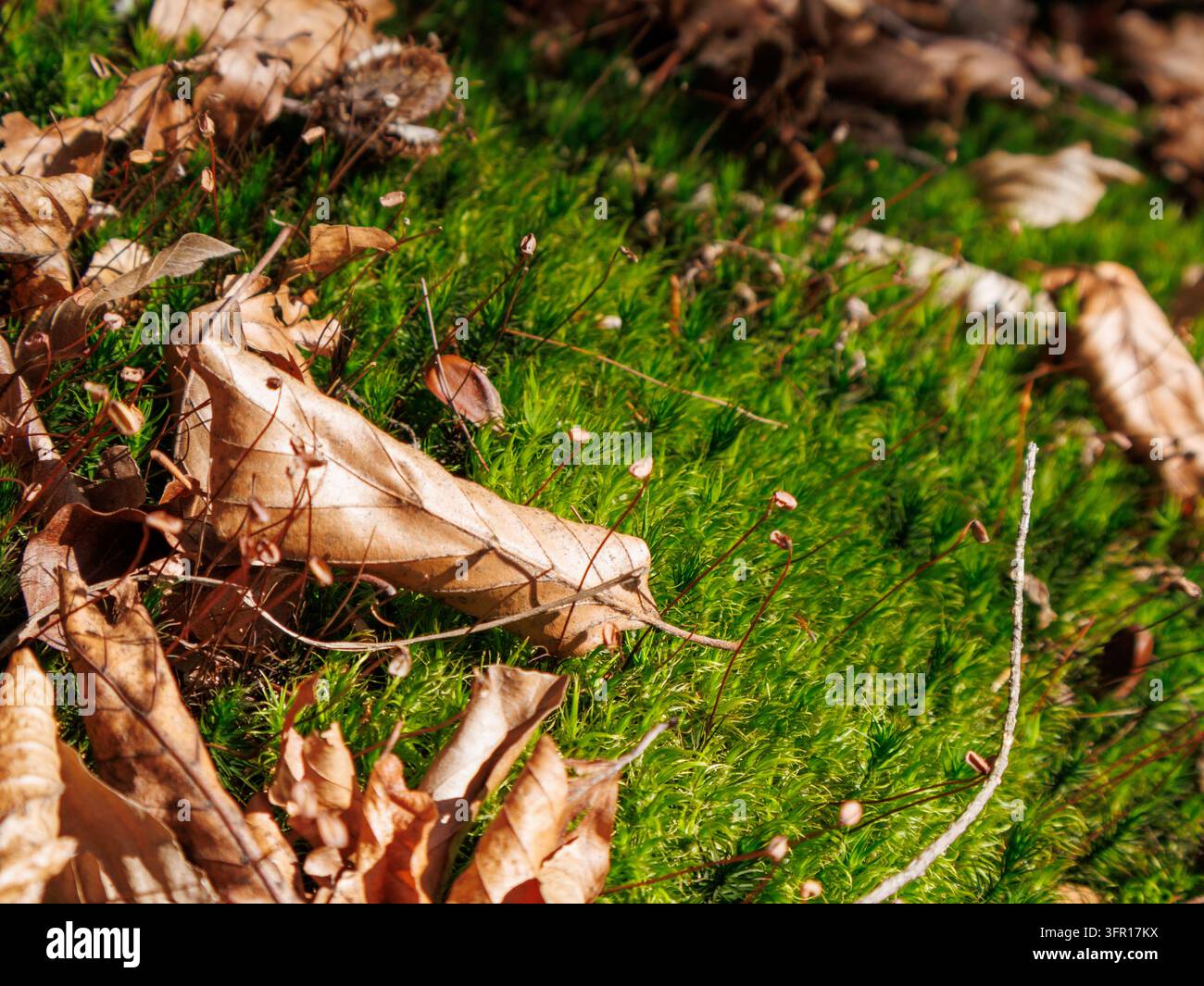 Trockene Buchenblätter auf einem hellgrünen Mooskissen im Sonnenlicht in einem Wald bei Salzburg, Österreich Stockfoto