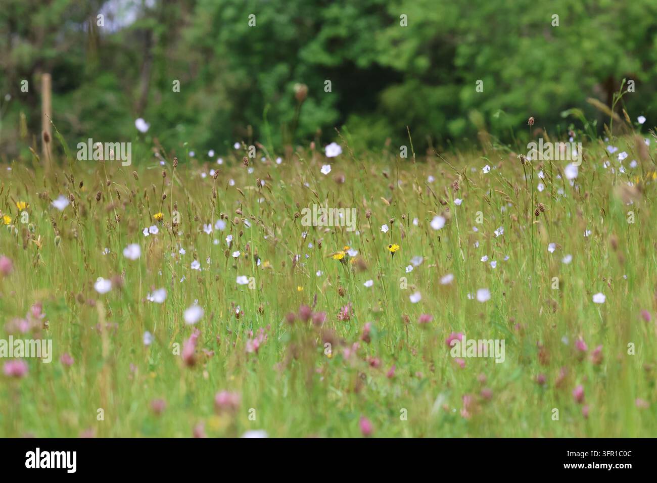 Artenreiche Wiese mit Rotklee und hellem Flachs, Mendip Hills, Somerset, Mai 2025 Stockfoto