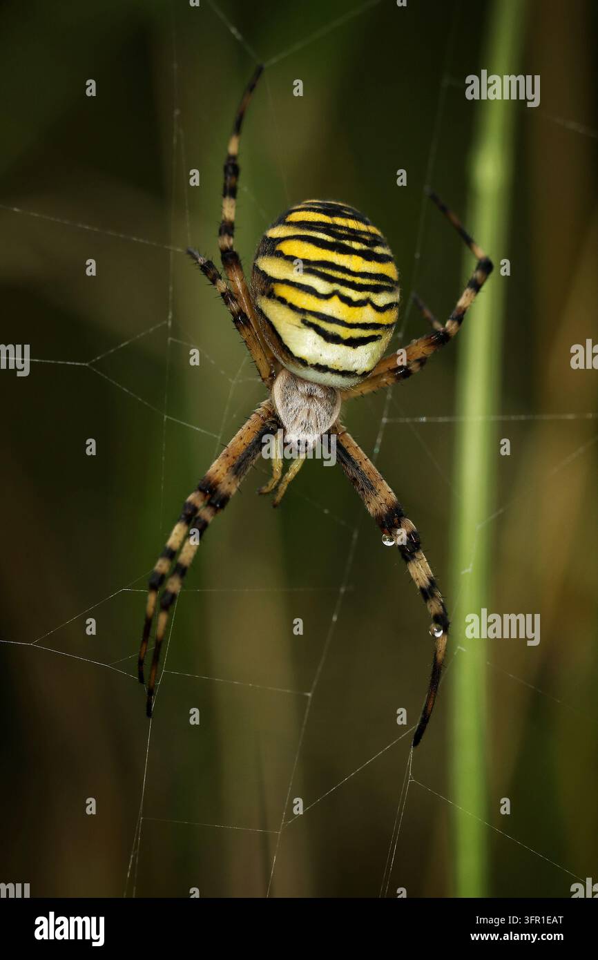Wespenspinne (Argiope bruennichi) in den Mendip Hills, Somerset, UK, Sommer 2023 Stockfoto