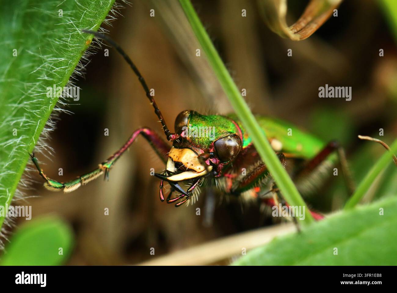 Grüner Tigerkäfer (Cicindela campestris) in freier Wildbahn, Mendip Hills, Somerset, UK, April 2023 Stockfoto
