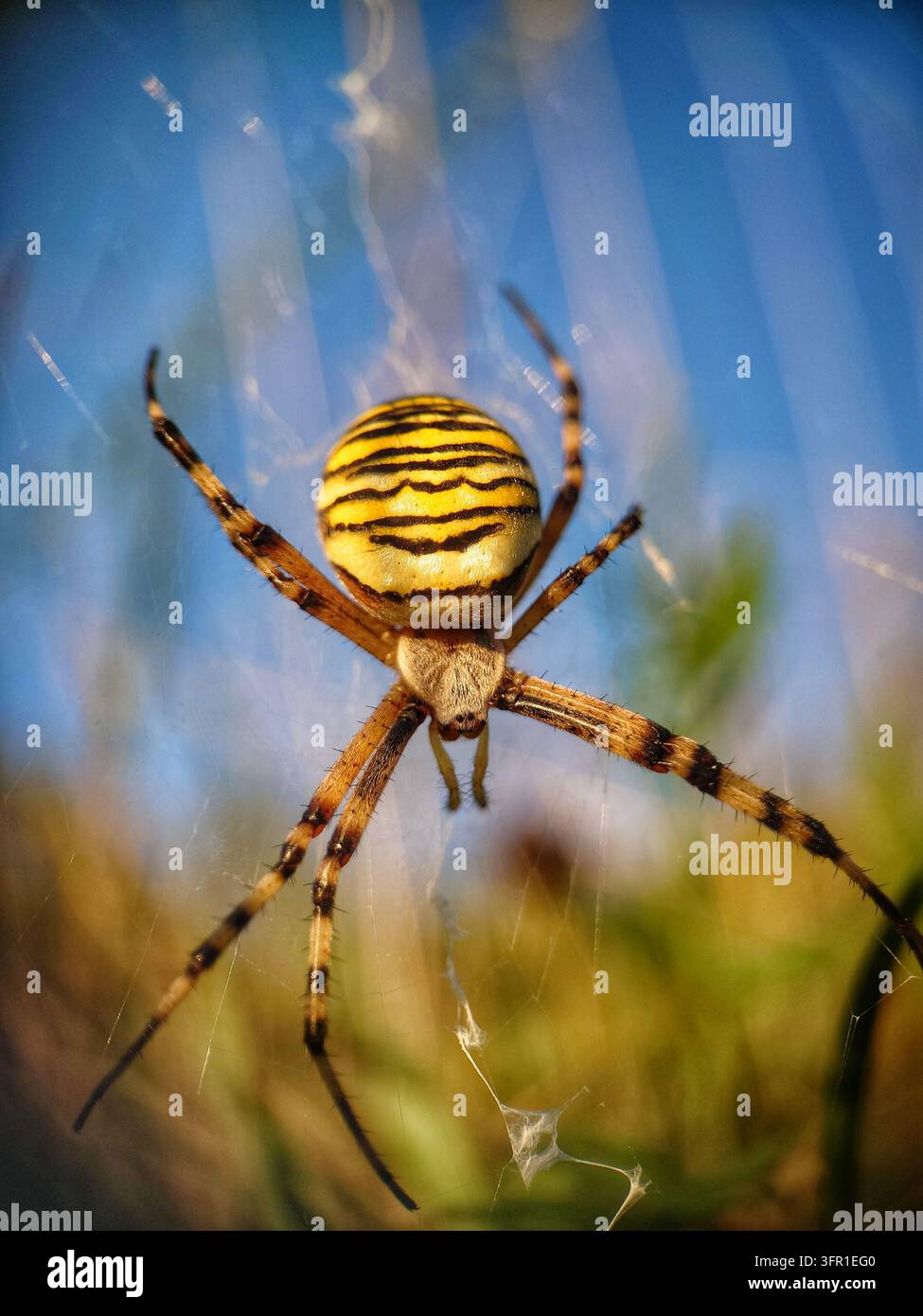 Wolfsspinner (Argiope bruennichi) in freier Wildbahn, Mendip Hills, Somerset, UK, August 2023 Stockfoto