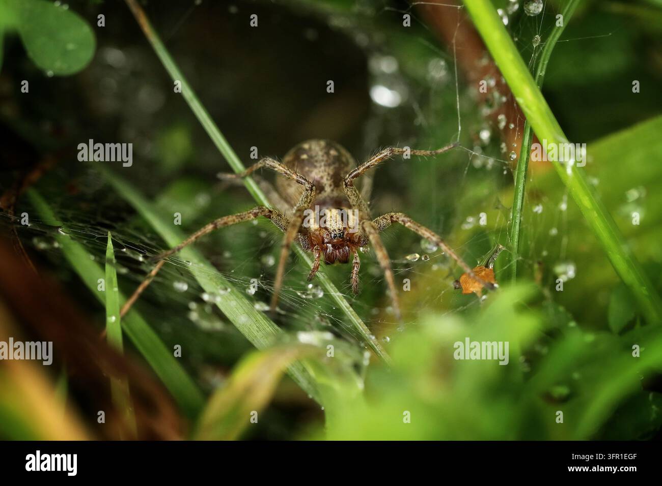 Europäische Zierliche Weberspinne (Pisaura mirabilis) in freier Wildbahn, Mendip Hills, Somerset, UK, August 2023 Stockfoto