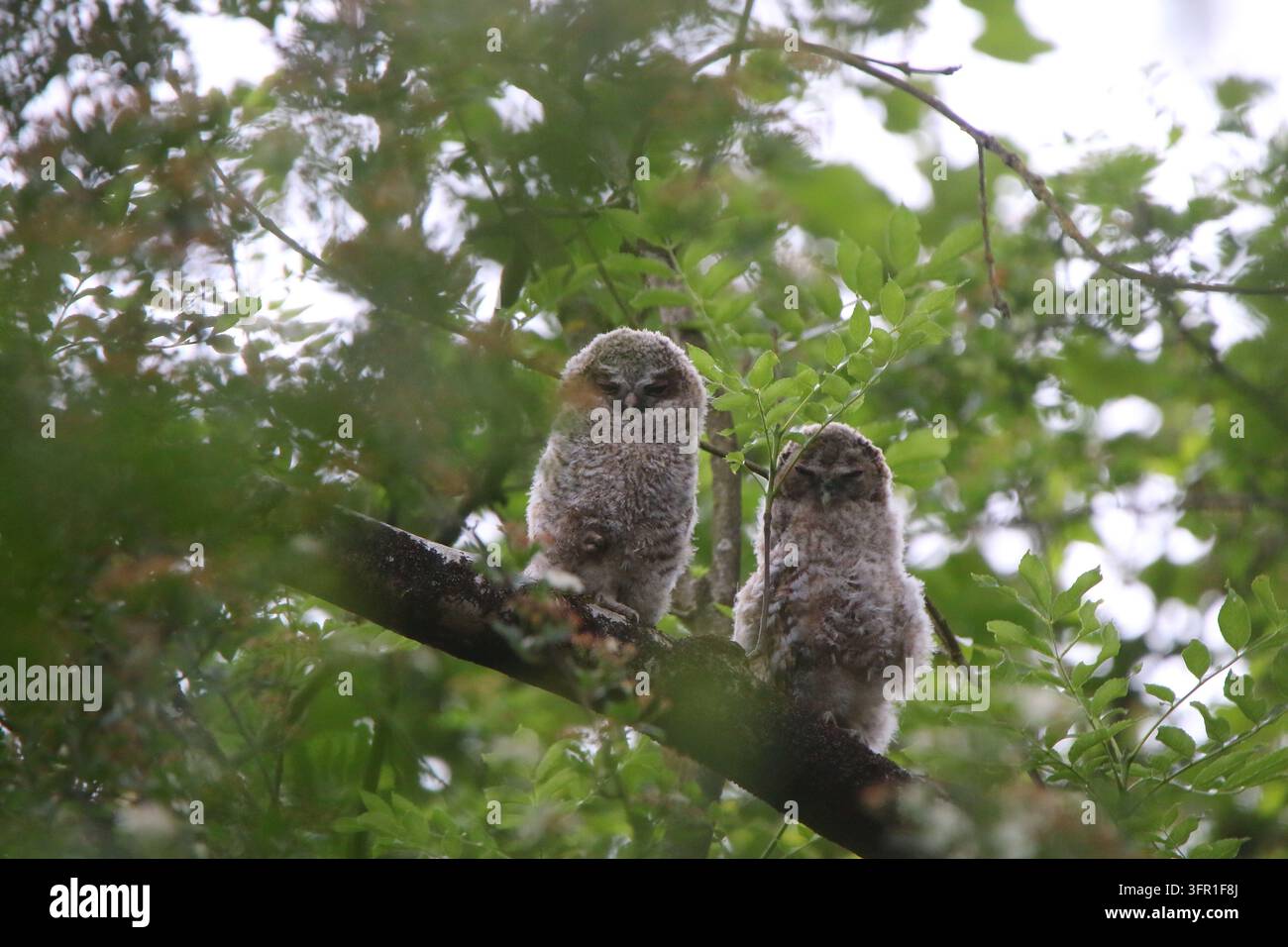 Sumpf-Eule (Strix aluco) in den Mendip Hills, Somerset, UK, Sommer 2023 Stockfoto