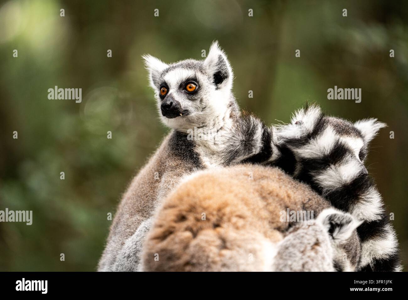 Ringelschwanzlemur mit orangefarbenen Augen, der sich mit seiner Gruppe zusammendrängt, ein gestreifter Schwanz über seinen Rücken drapiert Stockfoto