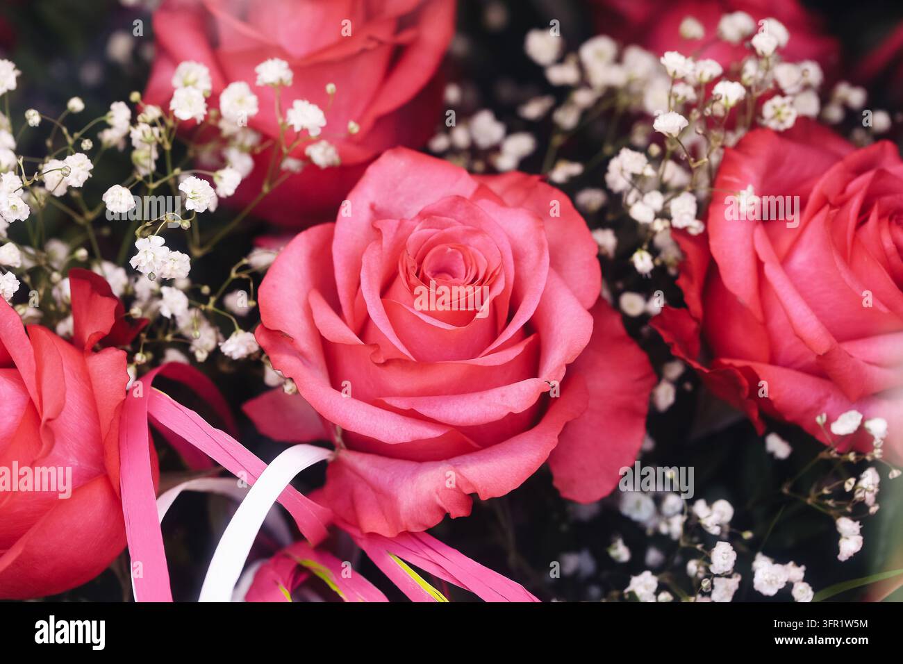 Nahaufnahme von rosa Rosen, umgeben von zarten weißen Schleierblumen. Romantischer floraler Hintergrund für Sträuße, Hochzeitsdekoration. Stockfoto
