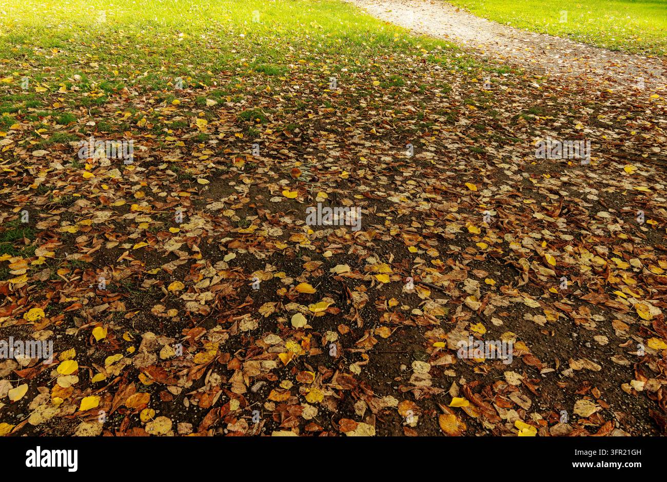 Hochwinkelaufnahme von trockenen Herbstblättern, die auf dem Boden verstreut sind, ideal als natürliche Texturhintergrund und grafische Ressource für saisonale Designs. Stockfoto