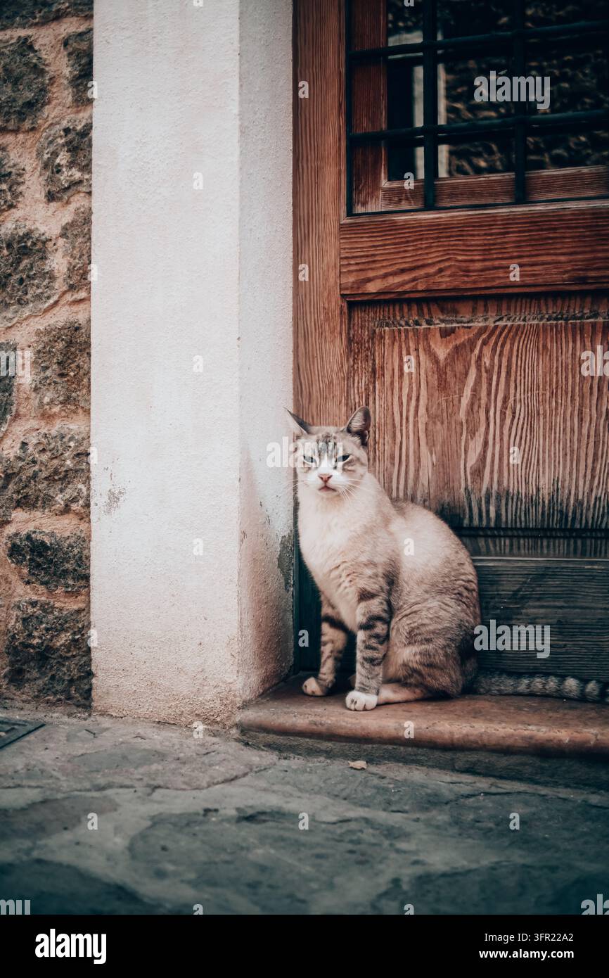 Eine cremefarbene und graue getigerte Katze mit verschlafenen Augen wird auf einer Türschwelle neben einer strukturierten Holztür und einer Steinmauer in Mallorca, Spanien, ruhend eingefangen. Die Stockfoto