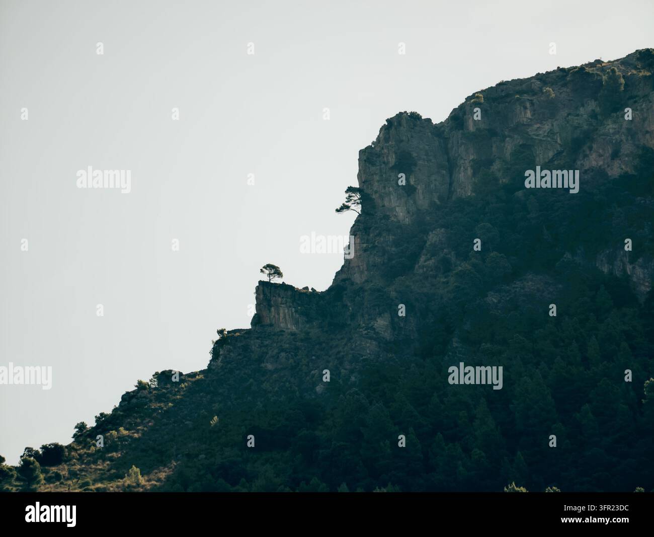 Ein einzelner widerstandsfähiger Kiefernbaum steht auffällig auf einer felsigen Klippe, als Silhouette vor einem hellen, klaren Himmel. Unten ein dichter Wald aus dunkelgrünen Tr Stockfoto
