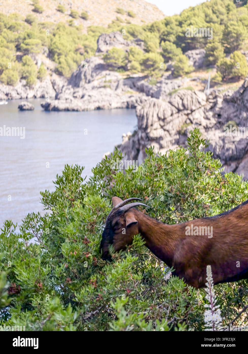 Eine braune iberische Ziege wird in einer Nahaufnahme gezeigt, wie sie an einem sonnigen Tag in Mallorca, Spanien, aktiv an grünen Sträuchern frisst. Im Hintergrund, außer Stockfoto