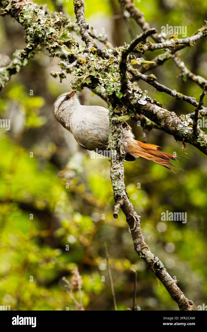 Kleiner Vogel sitzt ruhig auf dünnem Ast. Weiches Licht hebt Federn und grüne Blätter hervor. Die Szene wirkt ruhig, still, natürlich. Stockfoto