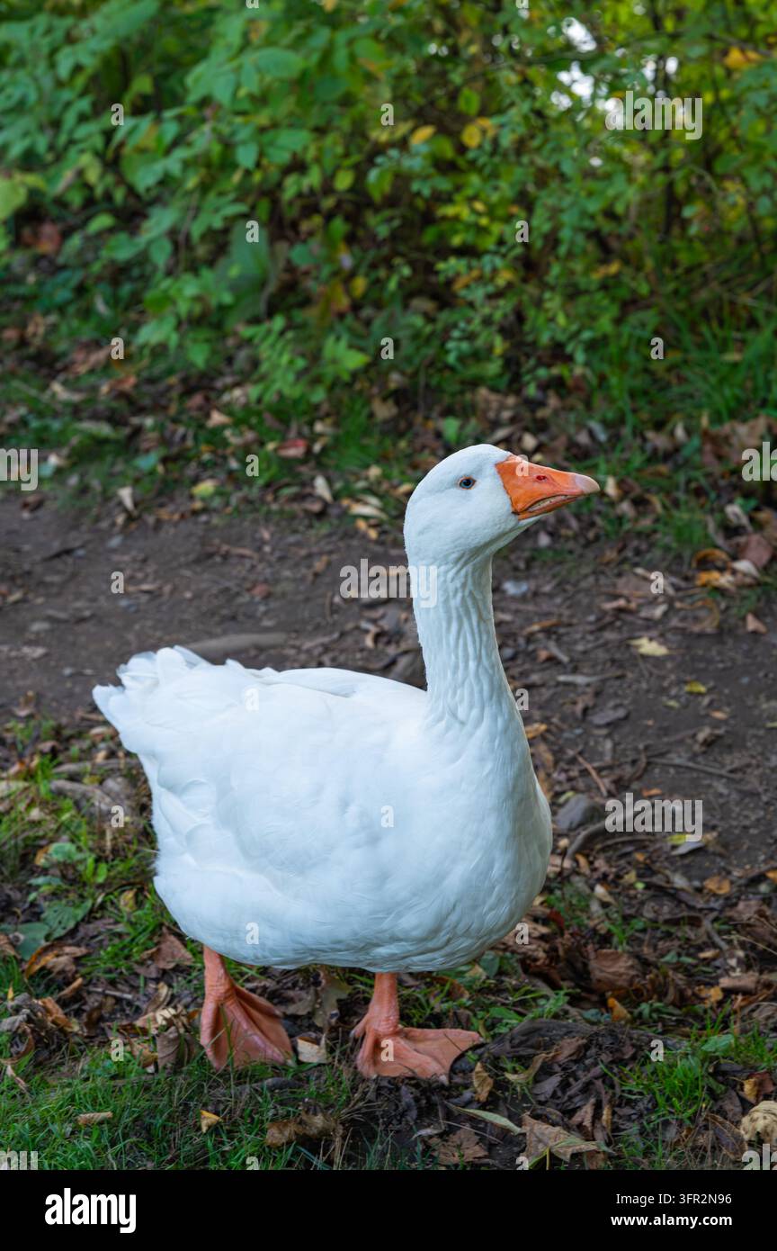 Gans steht wachsam im mit Herbstblättern bedeckten Gras. Stockfoto