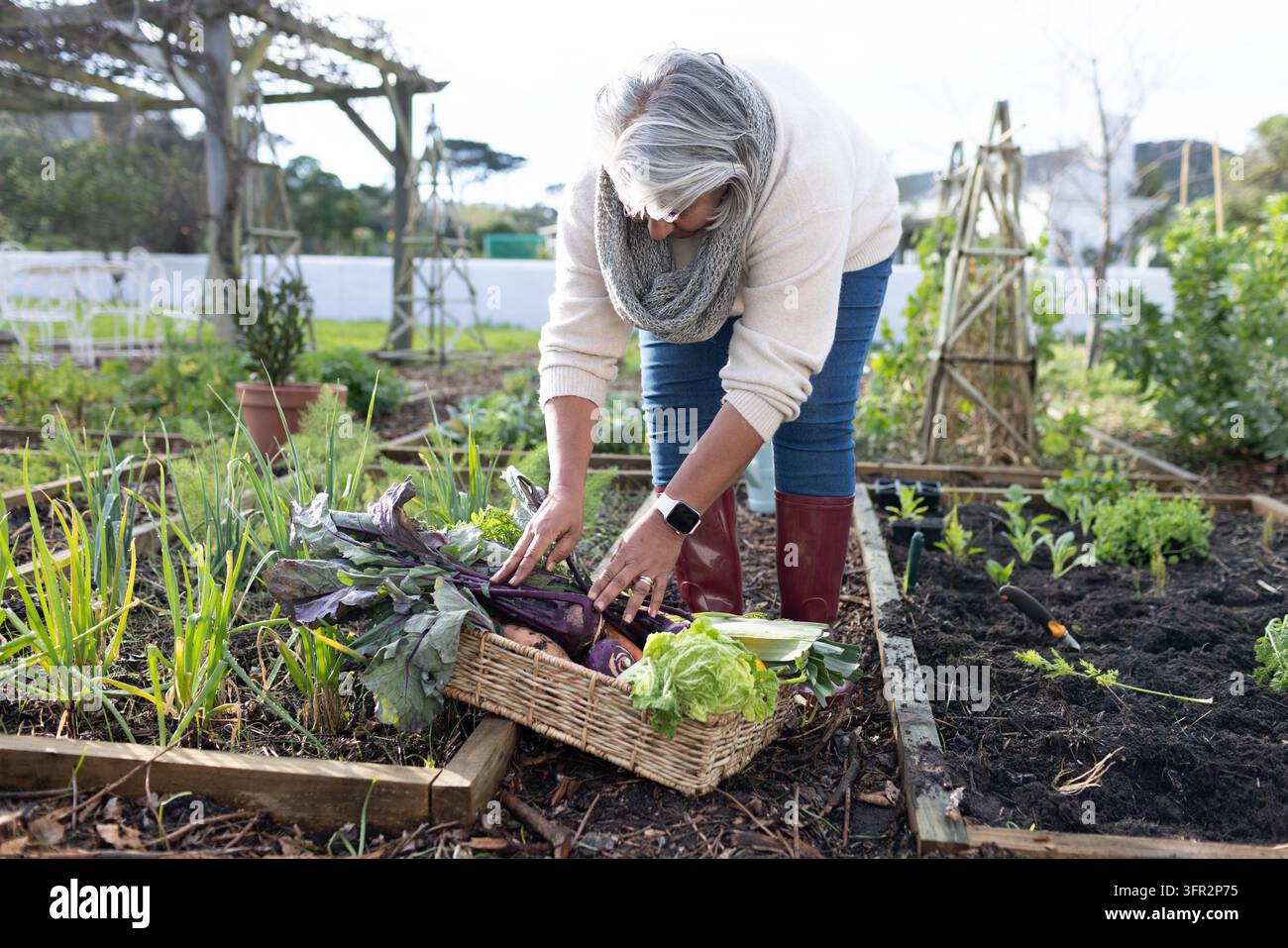 Senior afrikanische Frau pflegt Gartenbeete, legt Salat in einen Weidenkorb mit roten Stiefeln und Uhr Stockfoto