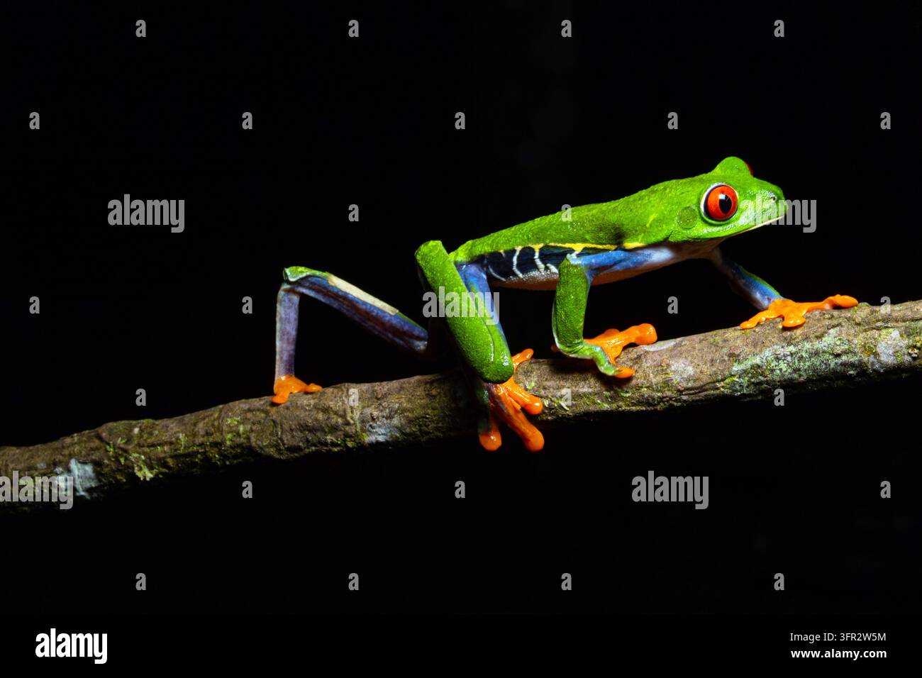 Rotäugiger Baumfrosch (Agalychnis Callydrias) sitzt auf einem Ast, Karibikküste, Costa Rica. Stockfoto